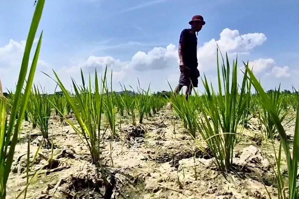 Pemerintah Perkuat Irigasi Antisipasi El Nino 2026