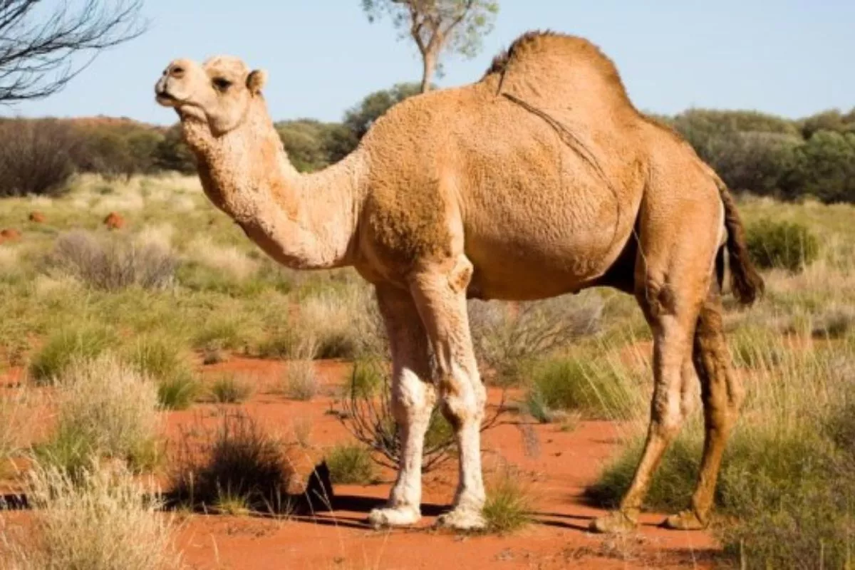 Bukan di Arab, Mengapa Populasi Unta Liar Terbesar Ada di Australia? 
