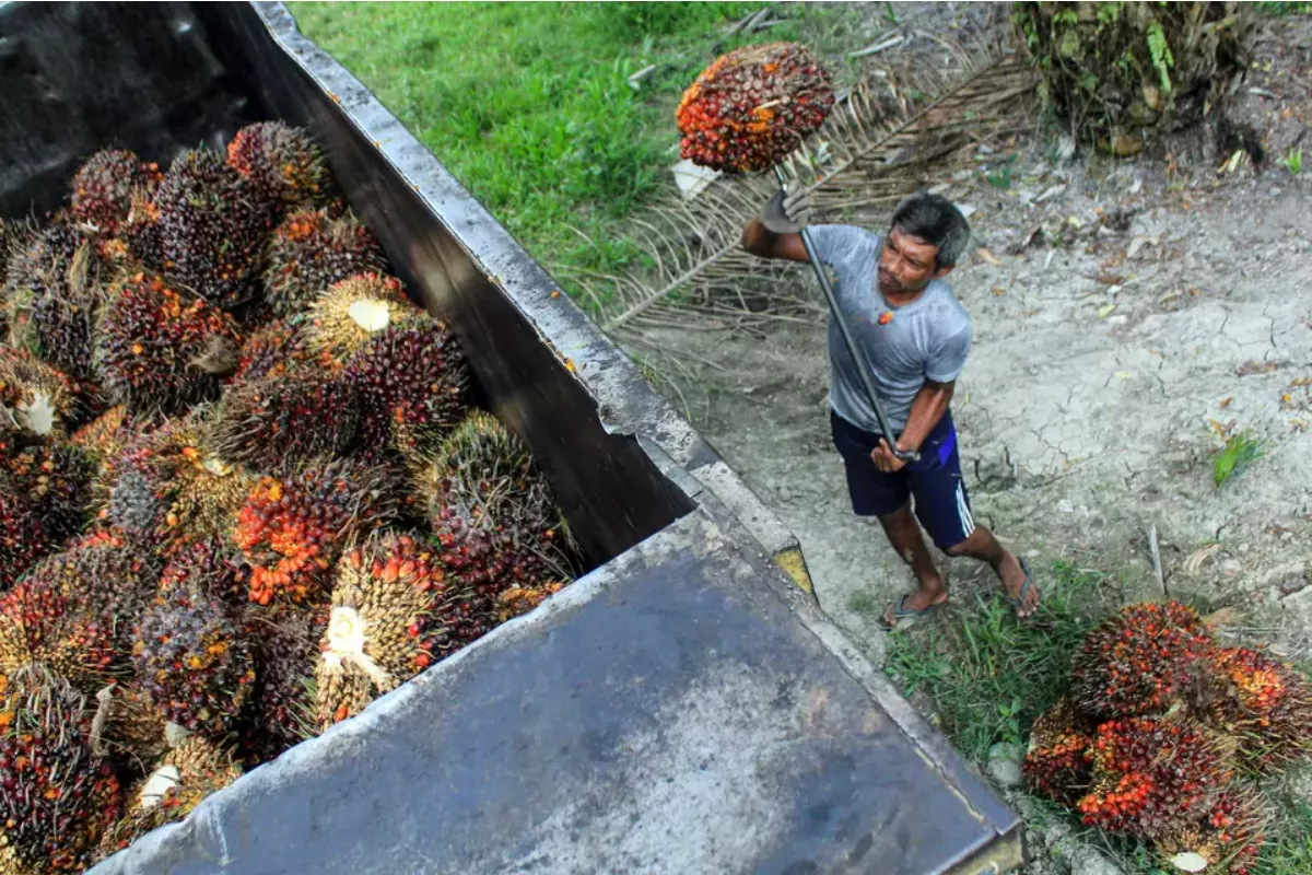 Harga CPO Pekan Ini Tertekan Stok Melimpah dan Minyak Dunia Melemah