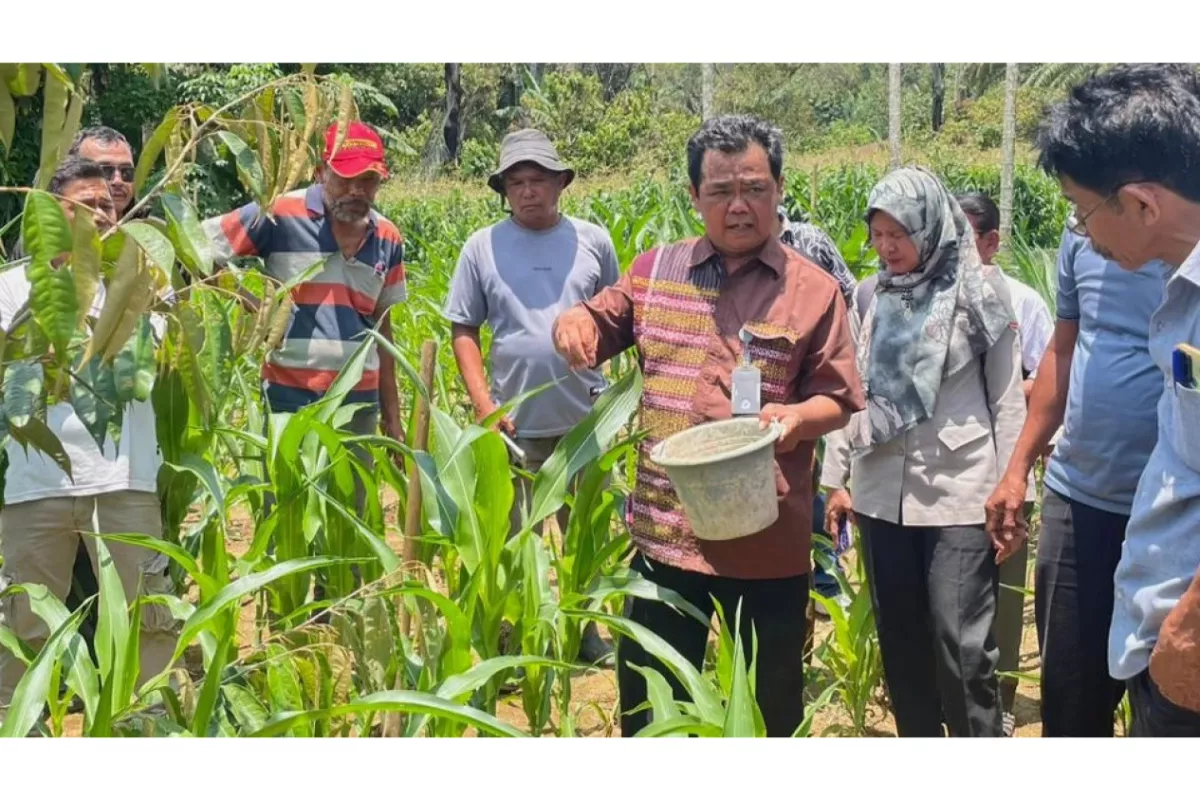 Dampak Positif Program Dairi Prima Angkat Nilai Kopi Hingga Durian