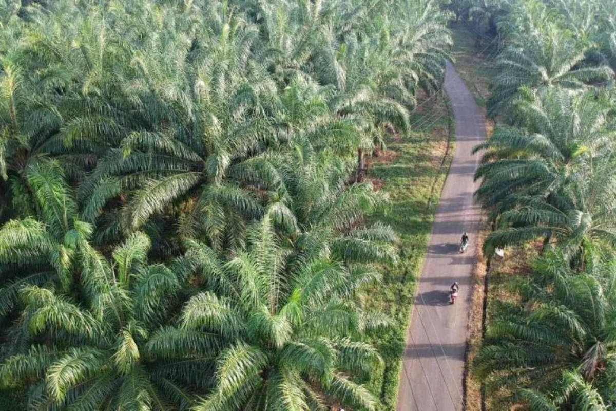 Potensi Sawit sebagai Penyeimbang Emisi Industri di Kabupaten Banggai