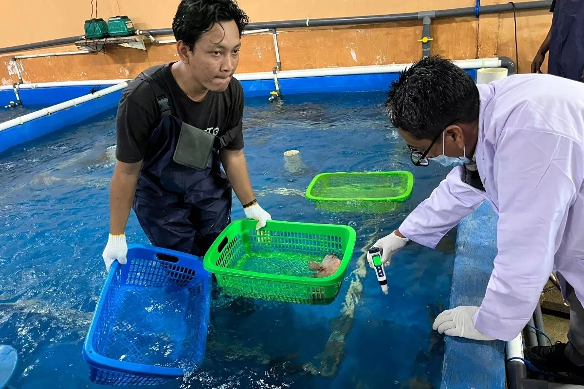 BKHIT Maluku Kawal Tambak Buru Pastikan Bebas Penyakit Ikan
