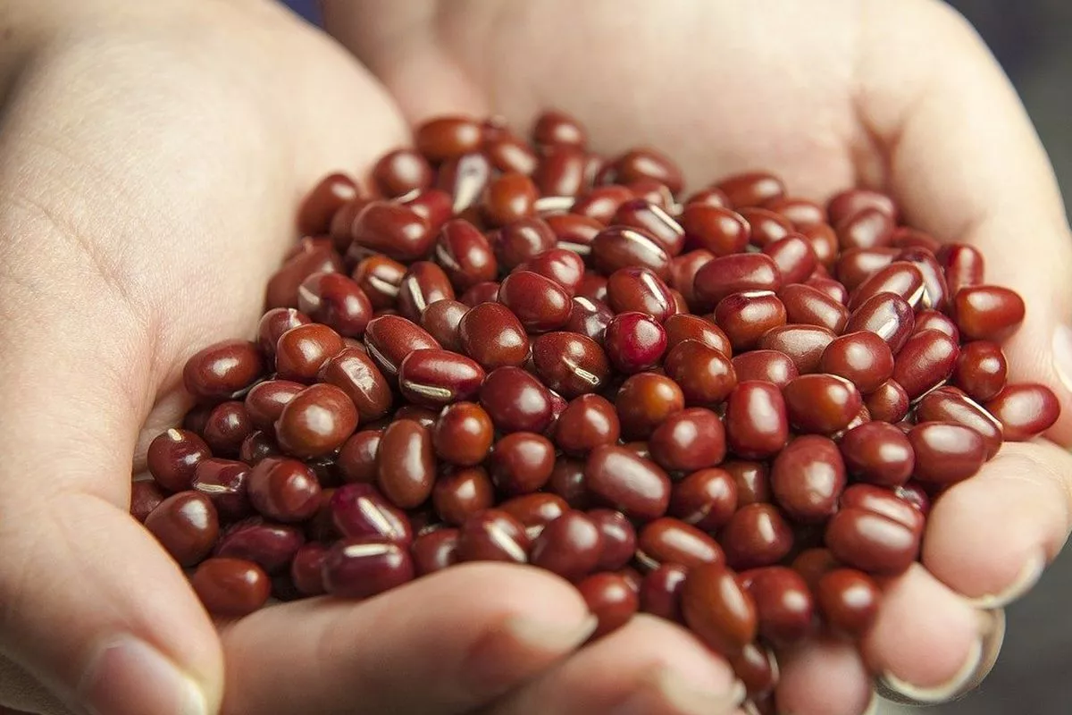 Cara Mengolah Kacang Merah yang Aman Agar Nutrisinya Tetap Maksimal