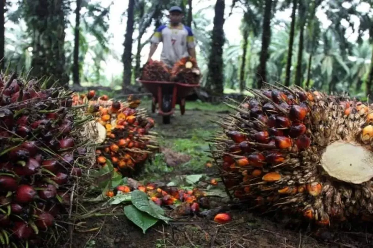 Petani Sawit Minta Kepastian Tata Kelola Ekspor Satu Pintu Danantara
