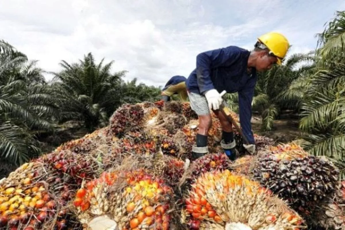 Potensi Bisnis Baru dari Hilirisasi 16 Juta Ton Limbah Sawit