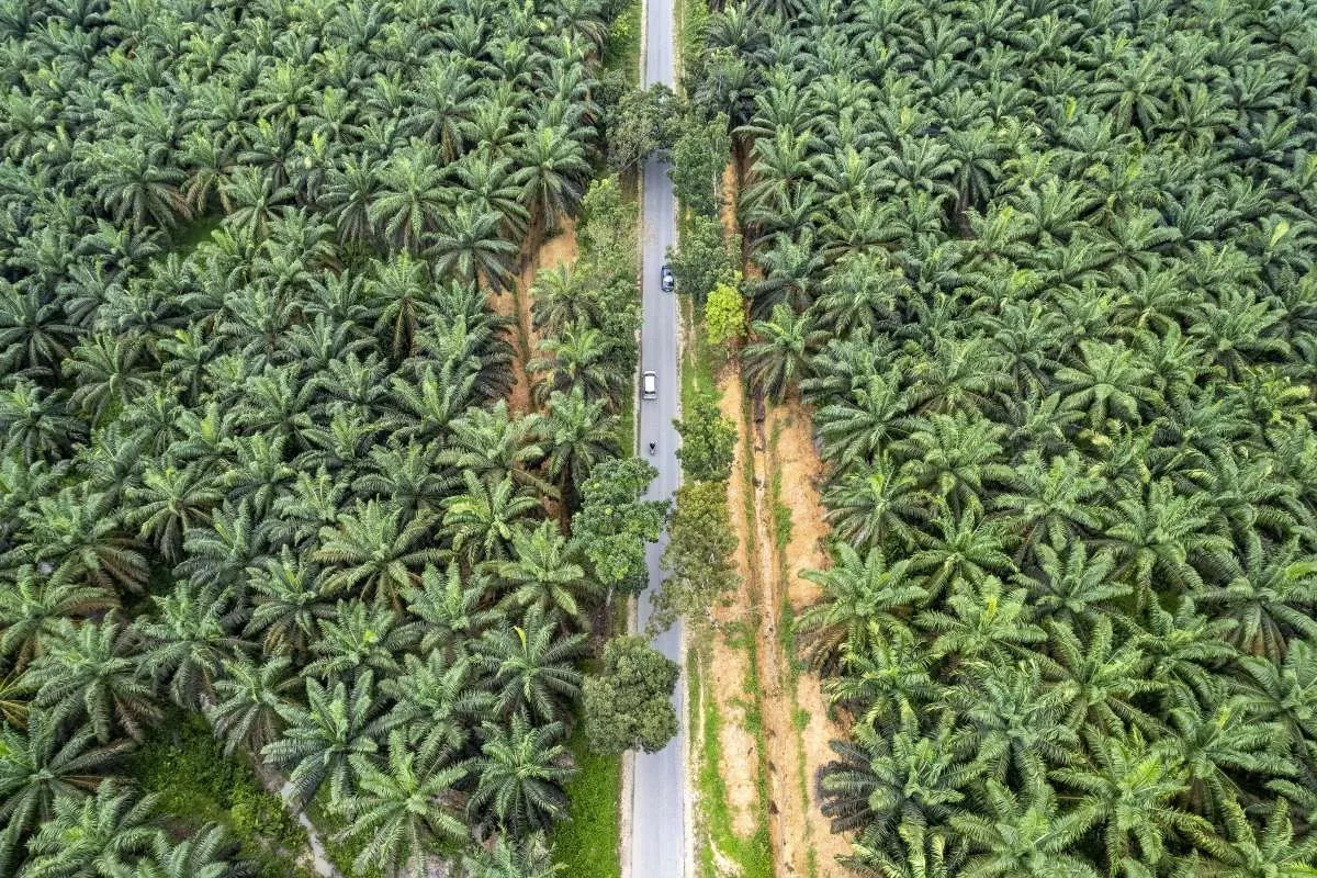 Gandeng Agrinas Palma, Kemenkop Targetkan 20% Lahan Sawit ke Koperasi