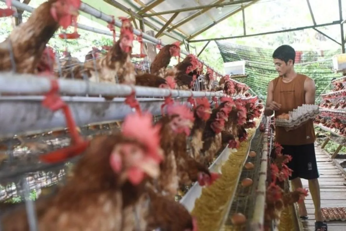 Mahasiswa Undip Uji Formulasi Pakan Lokal Menuju Telur Kaya Omega 3