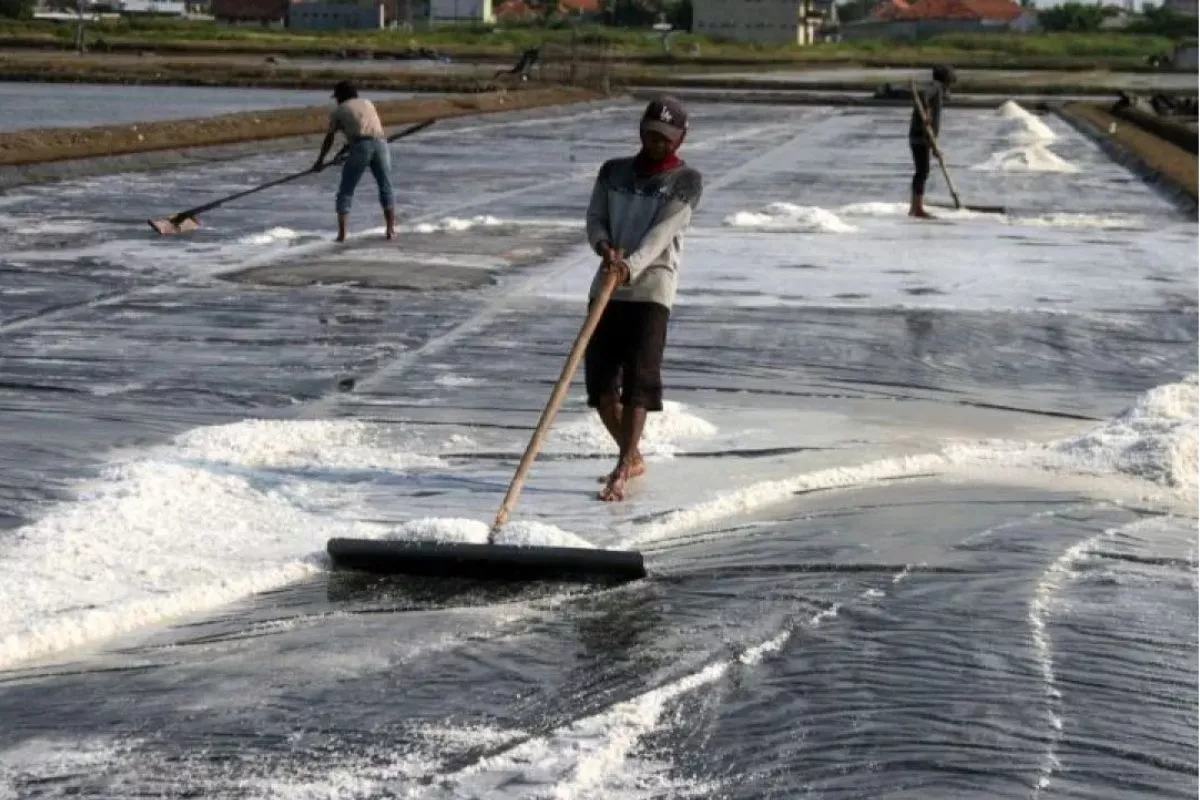 Swasembada Garam 2027: Importir Wajib Serap Produksi Lokal