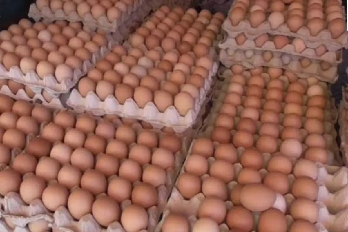 Harga Telur Merosot, Peternak Lampung Timur Merugi Tiga Bulan