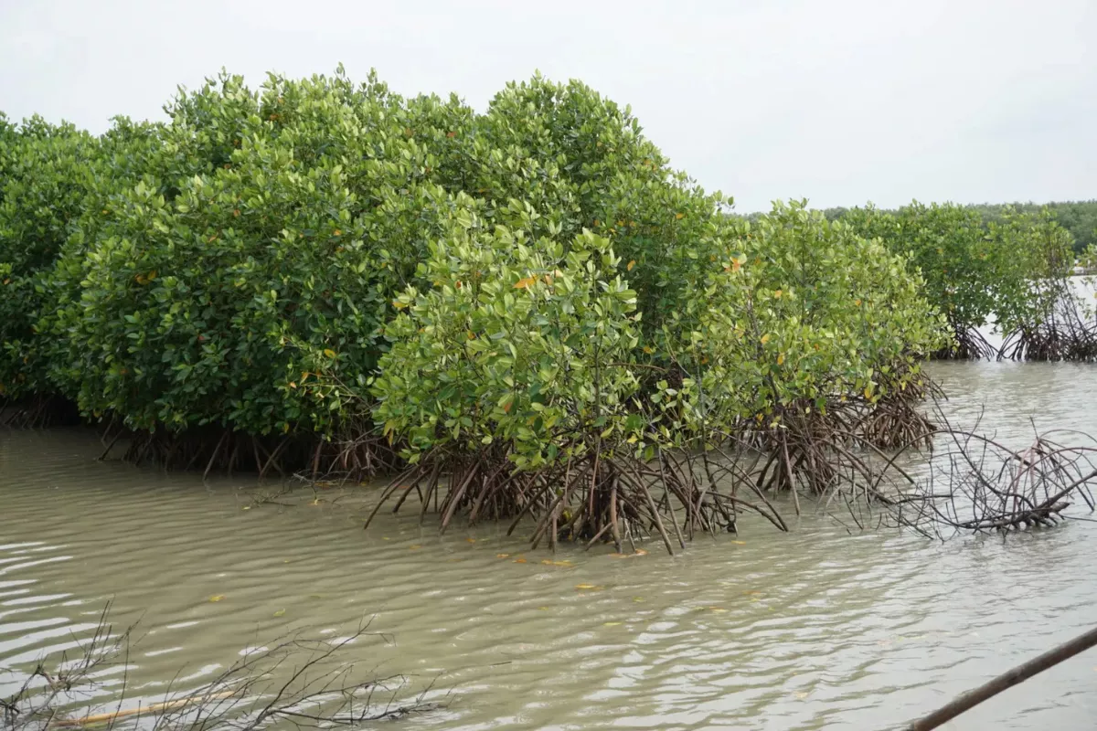 Permukaan Laut Naik, Kapasitas Serap Karbon Mangrove Terancam