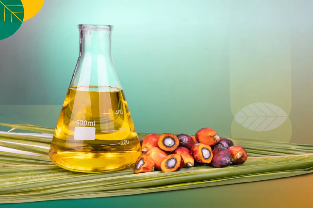 Harga CPO KPBN 18 Mei Naik Jadi Rp15.300 per Kg Dipicu Minyak Mentah