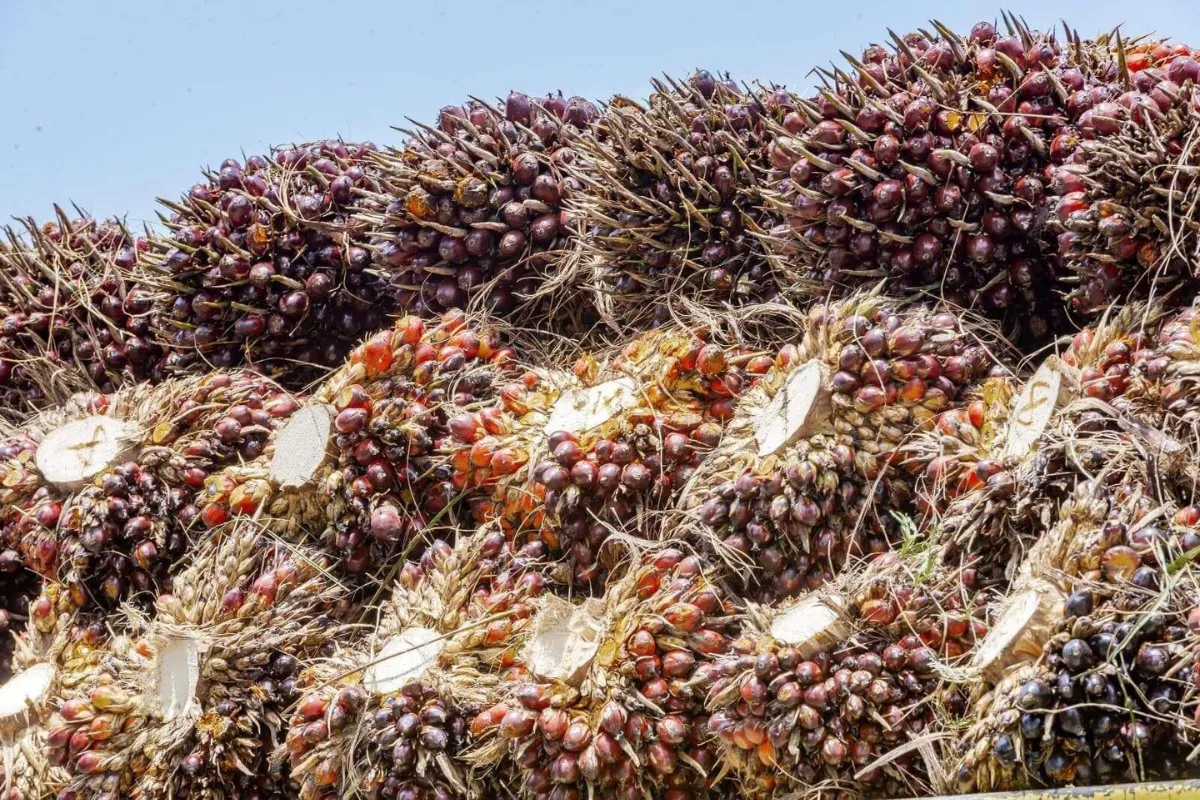 Stok Minyak Sawit Malaysia Juli Meningkat Jadi 2,63 Juta Ton, Harga Naik
