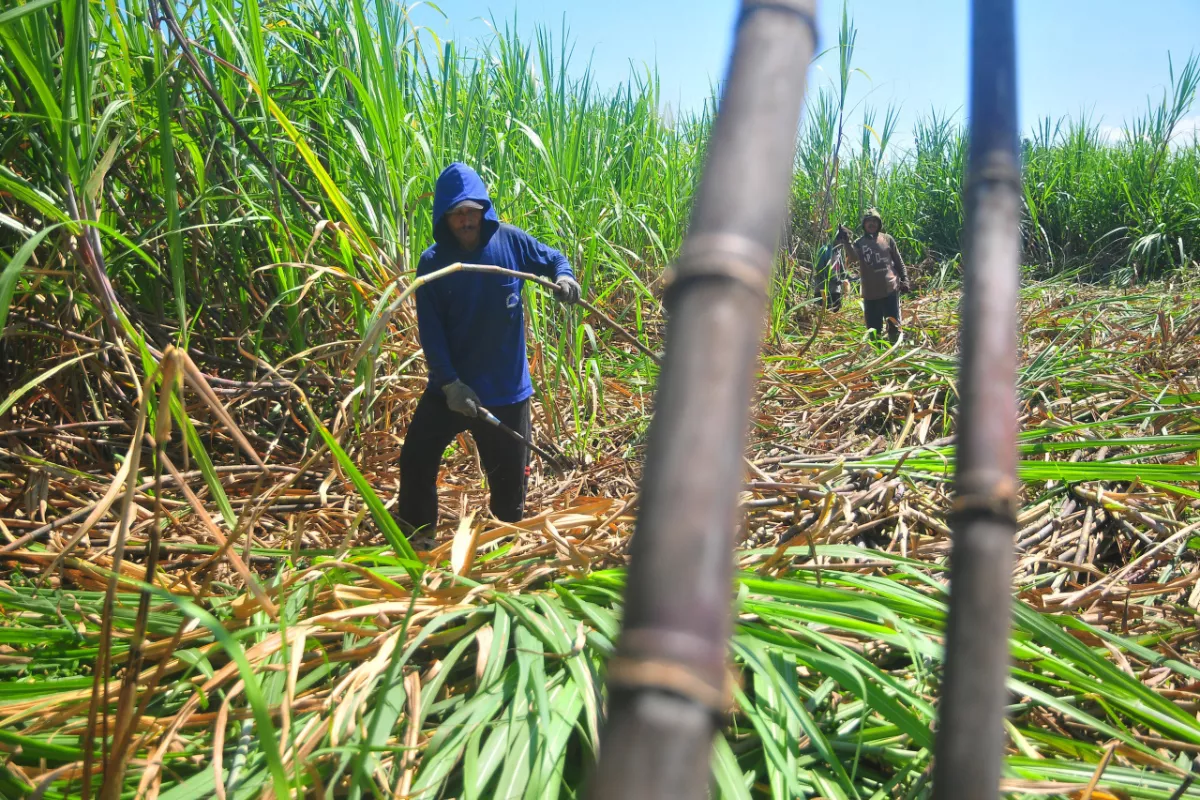 Wajib Punya Kebun Tebu, Pabrik Gula Rafinasi Terancam Batal Investasi