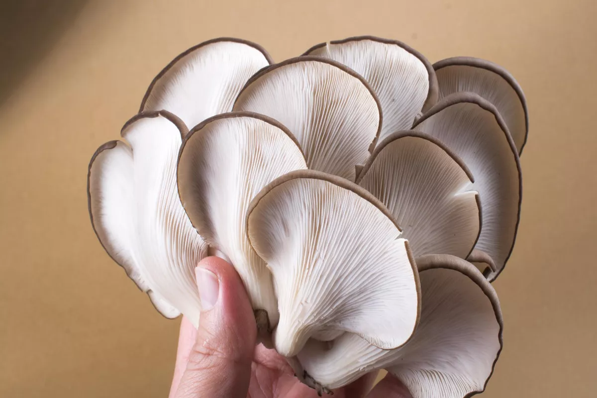 Mengenal Tahapan Panduan Cara Budidaya Jamur Tiram bagi Petani Muda