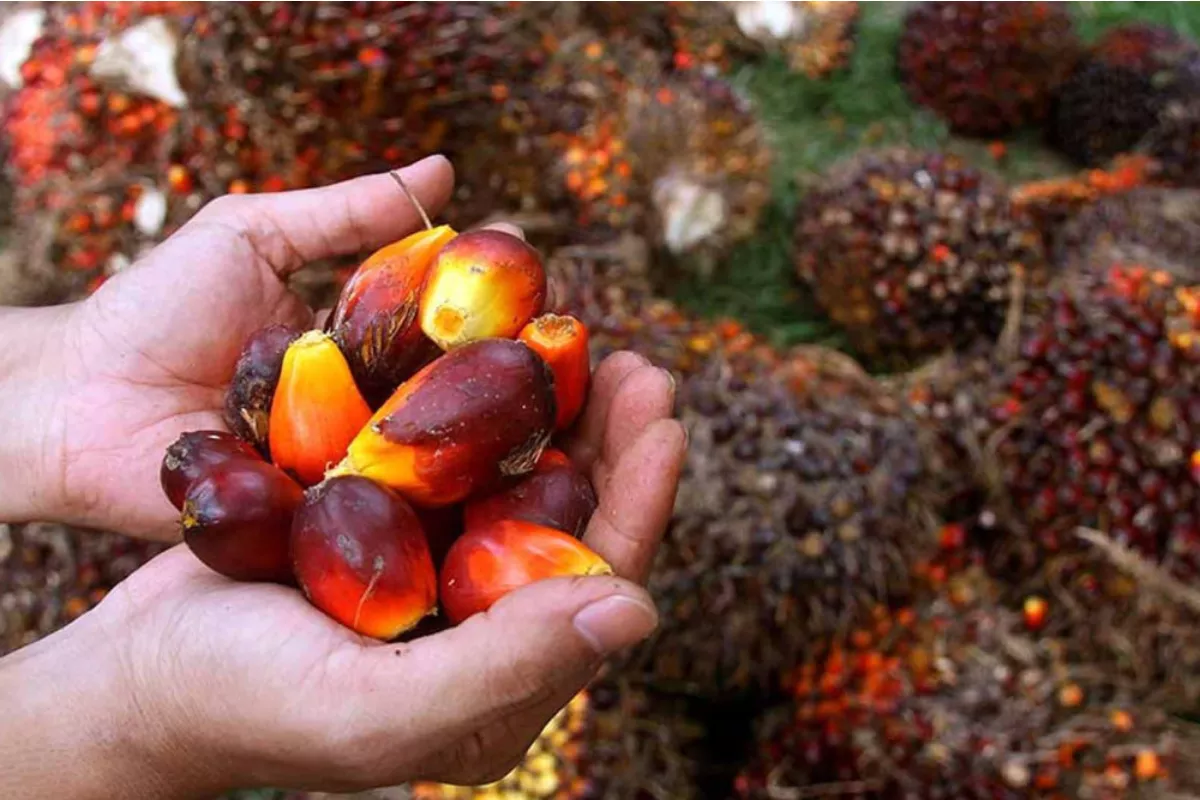 Harga TBS Sawit Jambi Periode Akhir Juni Naik Tipis Jadi Rp3.708/ Kg