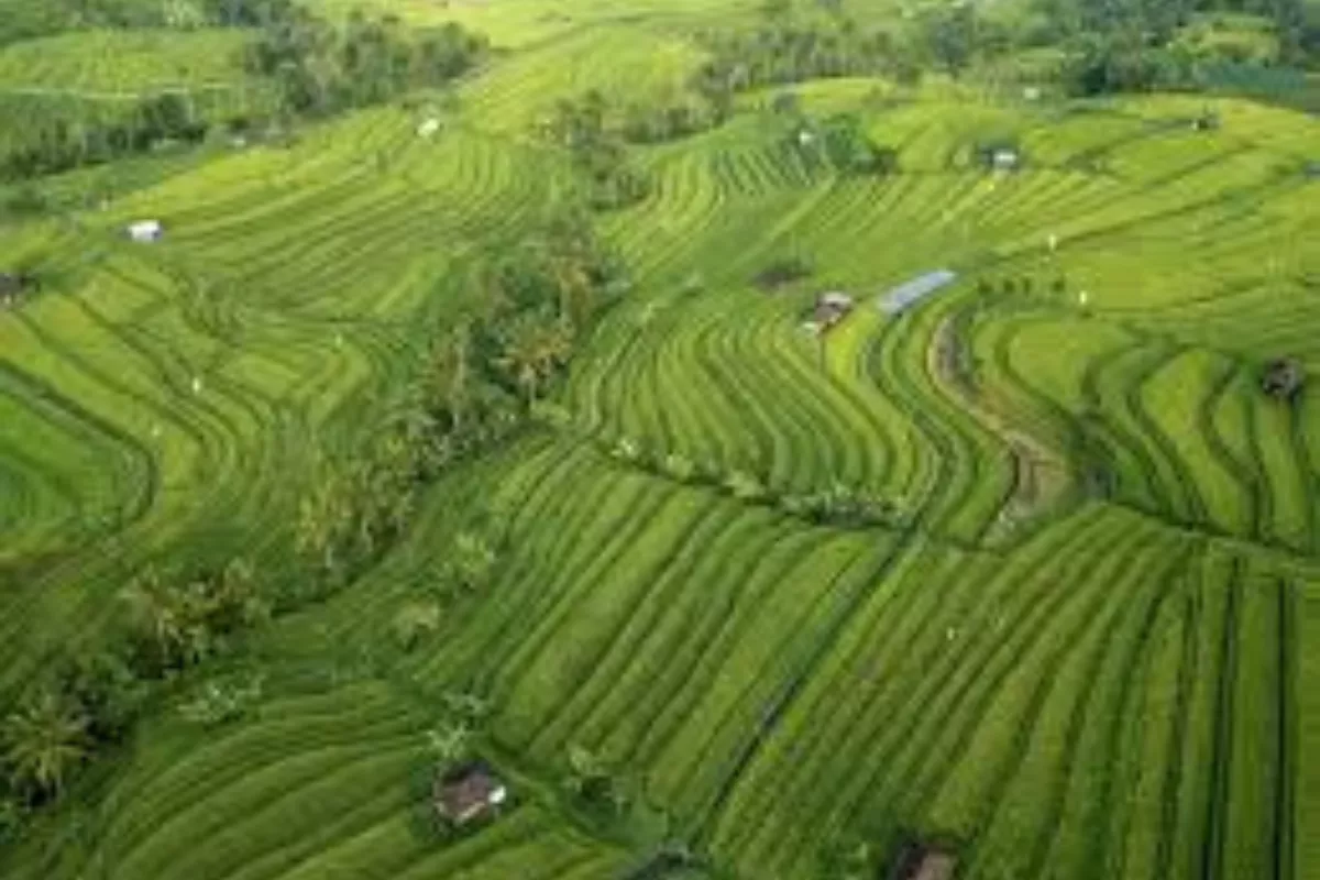 BRIN: Subak Bali Contoh Global Pengelolaan Tani Rendah Emisi