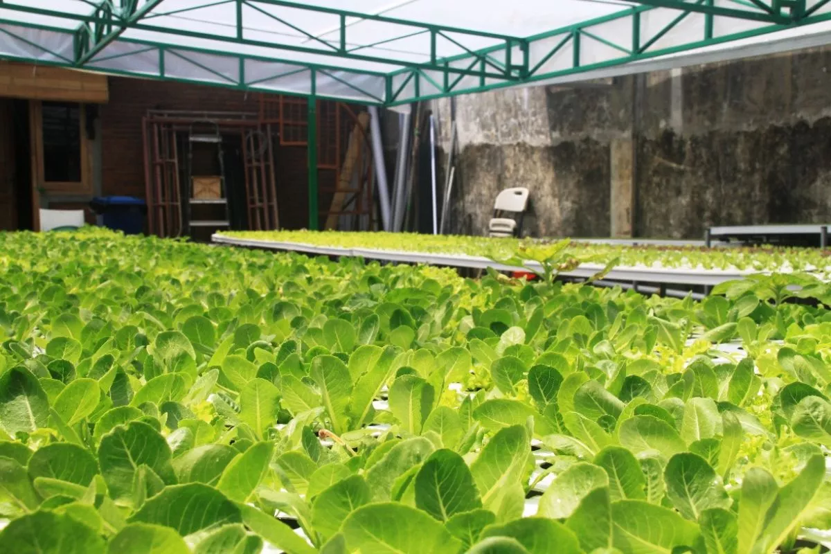 Pemkab Banjar Kembangkan Agrovoltaic Eco Tourism Hub untuk Desa