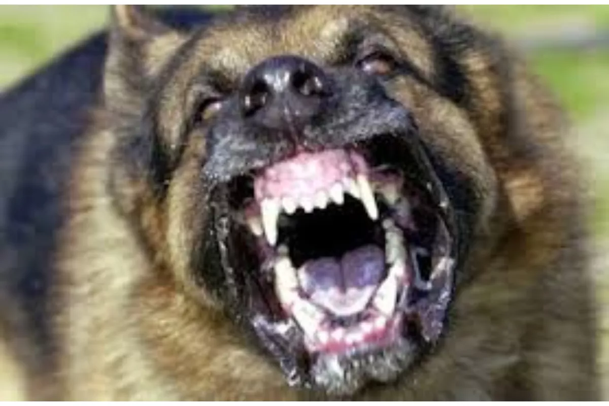 Cara Menghilangkan Najis Saat Kena Air Liur Anjing Menurut Syariat