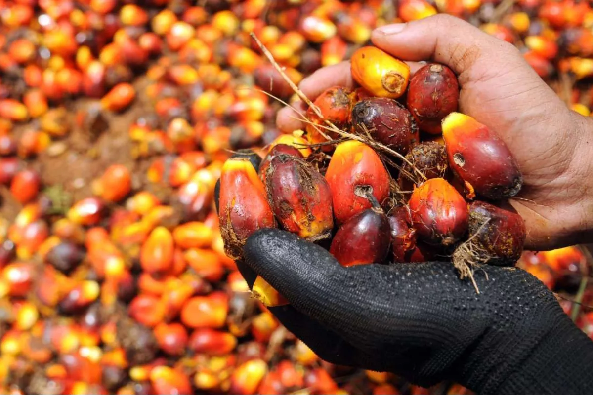 Harga CPO Menguat Dua Hari Beruntun, Sentimen Ringgit Jadi Penopang