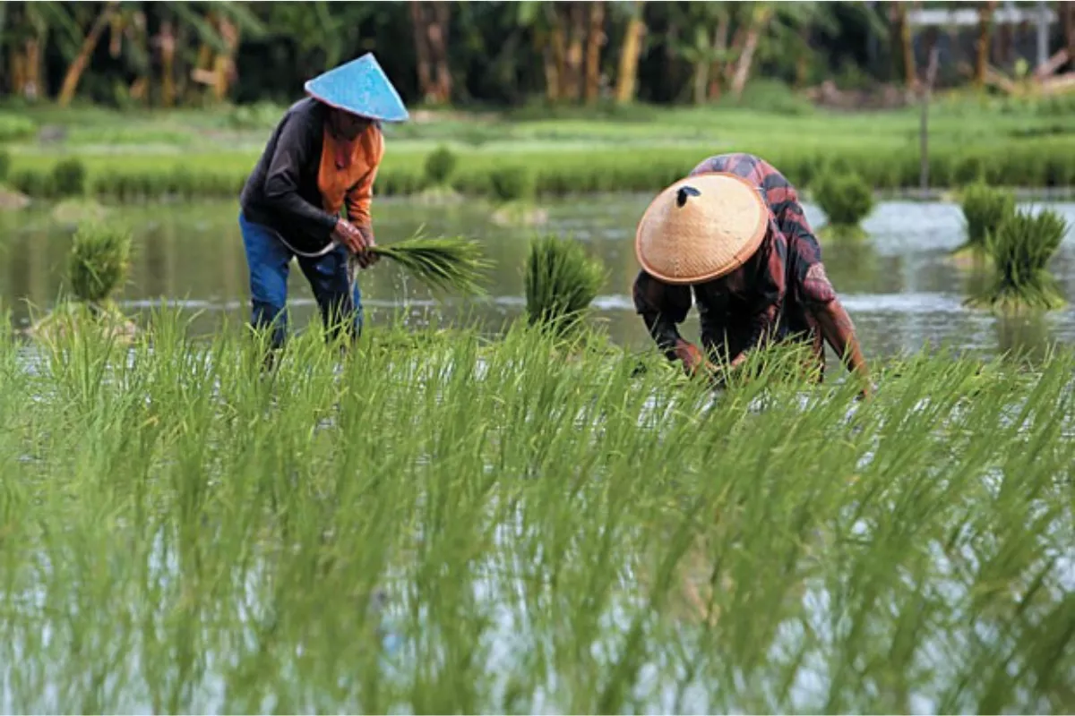 BPS Catat Nilai Tukar Petani Juni 2026 Turun Menjadi 127,65