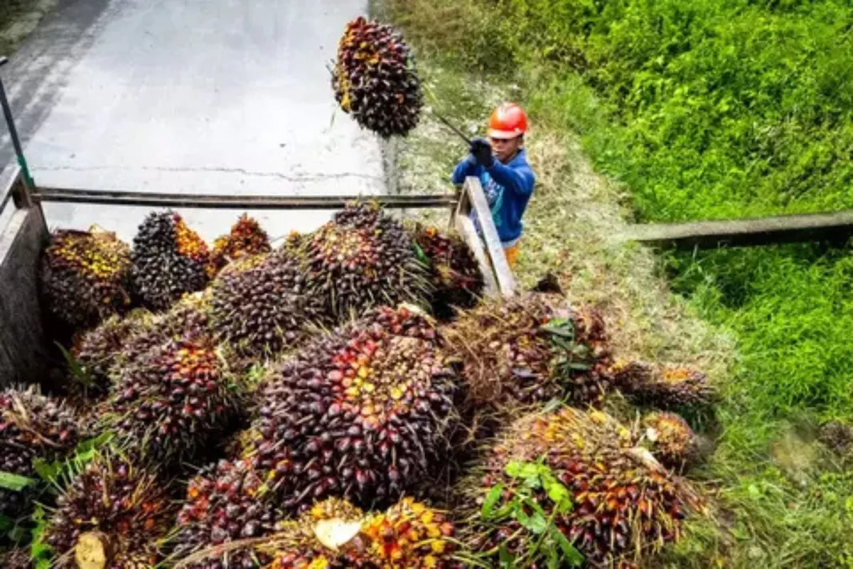 Limbah Sawit Jadi Sumber Energi Bersih Pengganti Gas Fosil