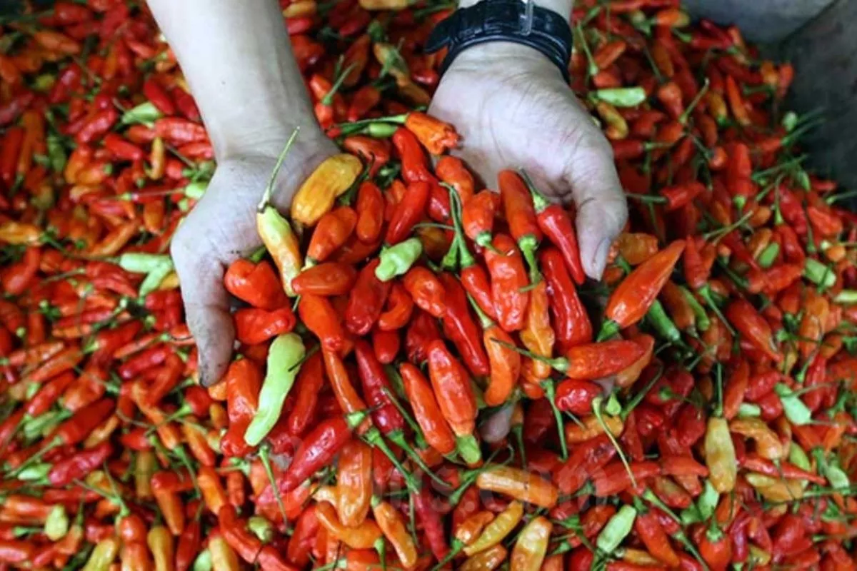 Harga Pangan Hari Ini: Cabai Rawit Rp63.200/Kg, Telur Ayam Tetap