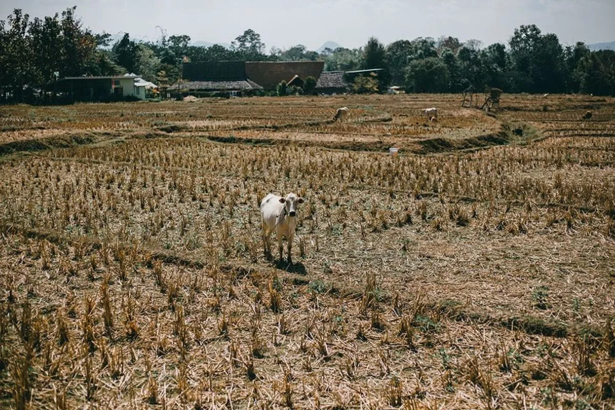 BMKG Prediksi Puncak Kemarau di Jawa Barat Terjadi Agustus