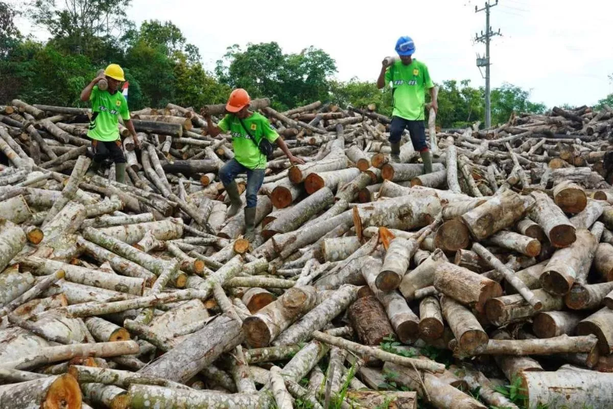 Peluang Ekonomi Hijau: Tabalong Rancang Kawasan Industri Wood Pellet
