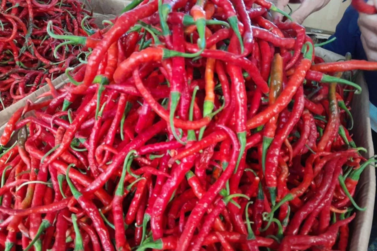 PIHPS Nasional Catat Harga Cabai Rawit Merah Rp 69750 Per Kilogram