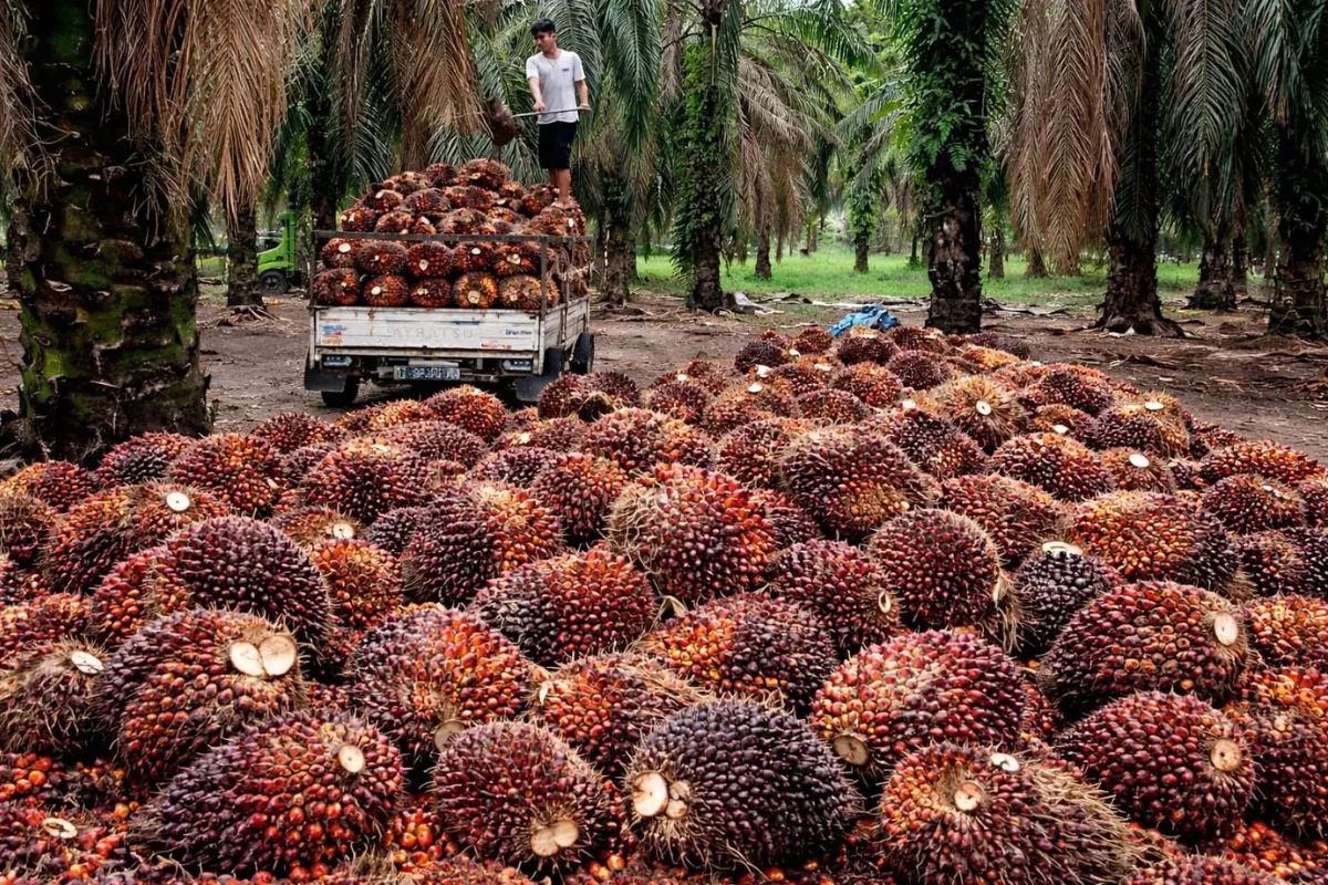 Harga TBS Sawit Swadaya Riau Turun Jadi Rp3.912,24 per Kg