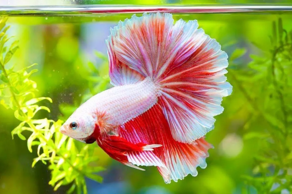 10 Jenis Ikan Hias Air Tawar yang Paling Kuat dan Mudah Dipelihara untuk Pemula