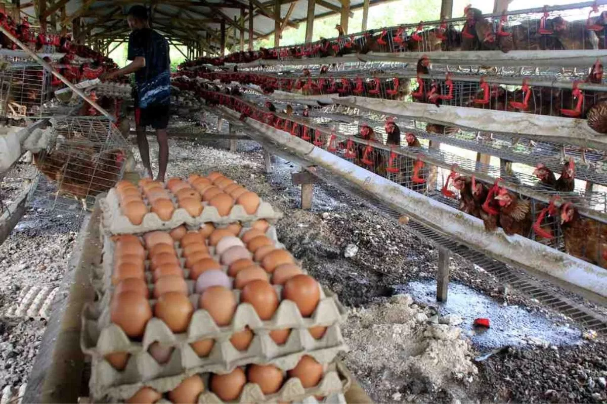 Harga Baru Telur Ayam Ras Sebesar Rp24 Ribu Berlaku 15 Juli 2026
