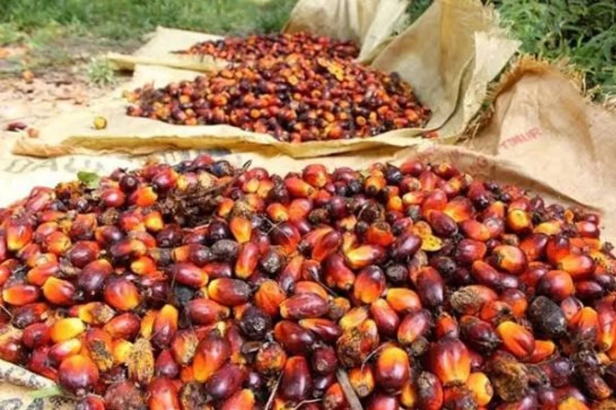 Mengalami Penurunan, Harga TBS Sawit di Sumut Jadi Rp4.066 per Kg