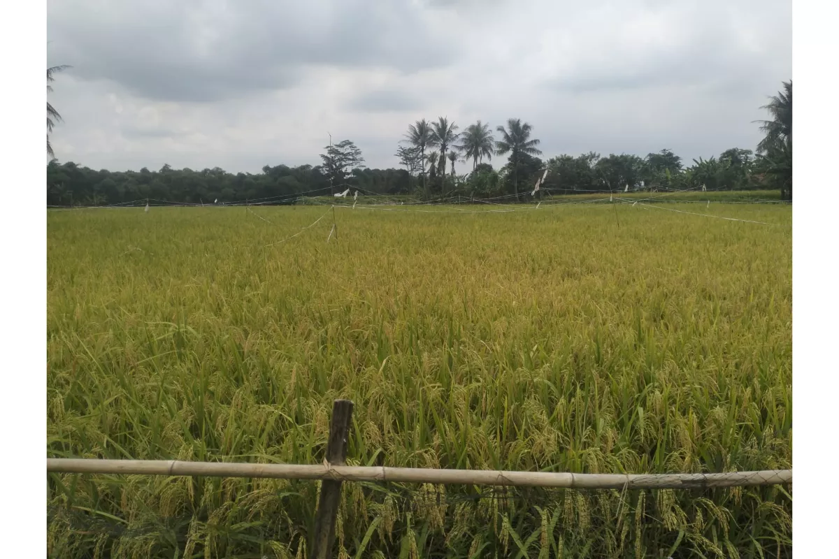 Pemkab Bekasi Antisipasi Kemarau Jaga Produktivitas Pertanian