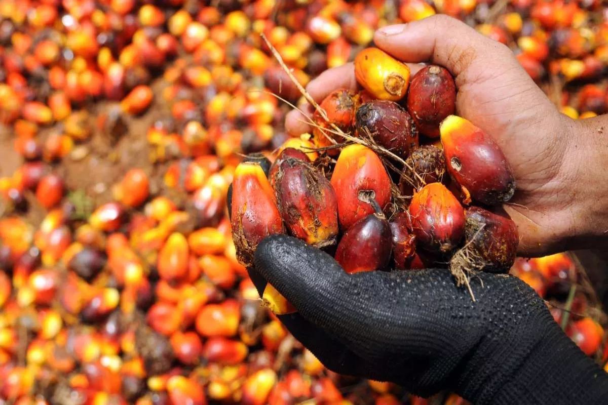 Apresiasi Harga CPO Terakselerasi Berkat Dukungan Katalis Positif Global