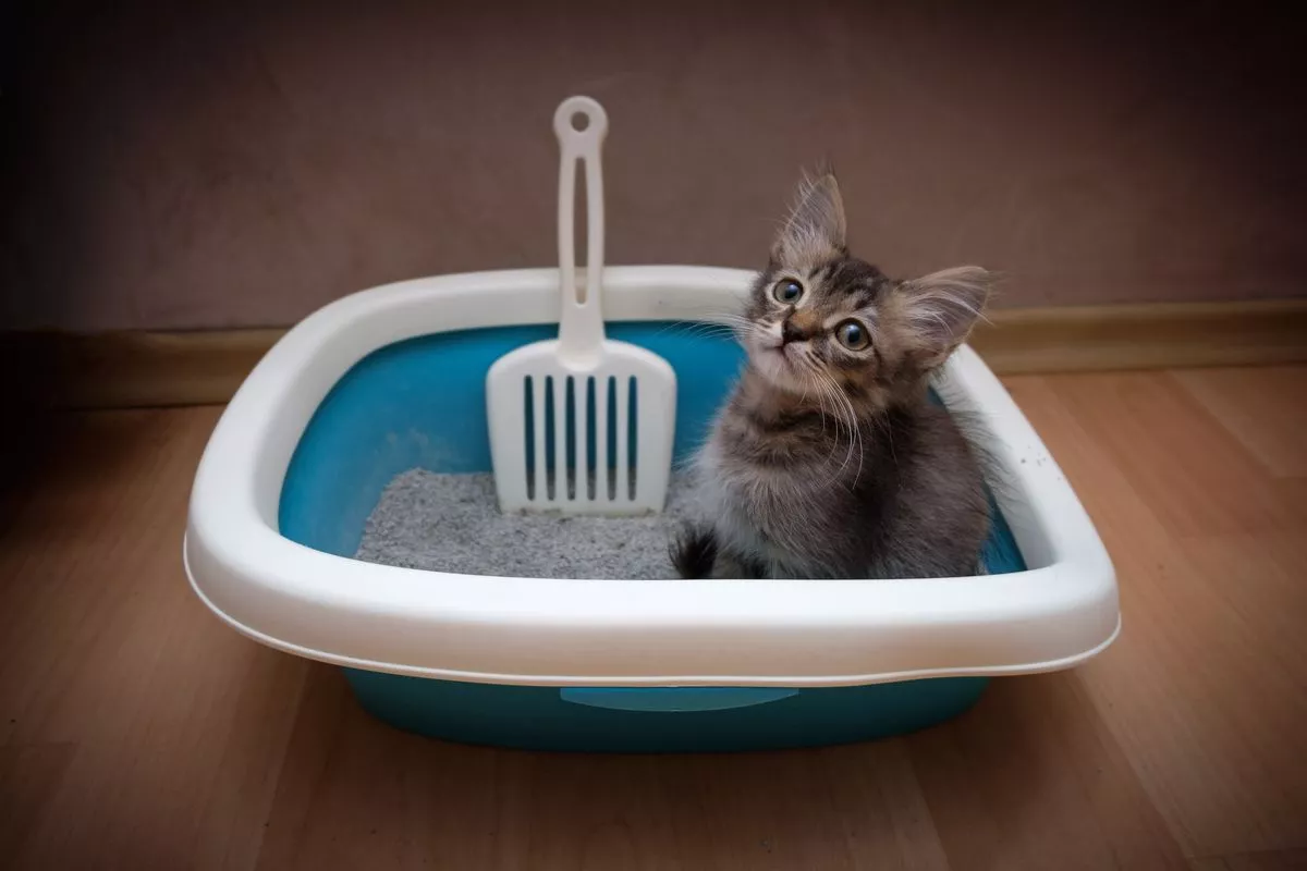 Cara Mudah Melatih Anak Kucing Pakai Litter Box Tanpa Stres