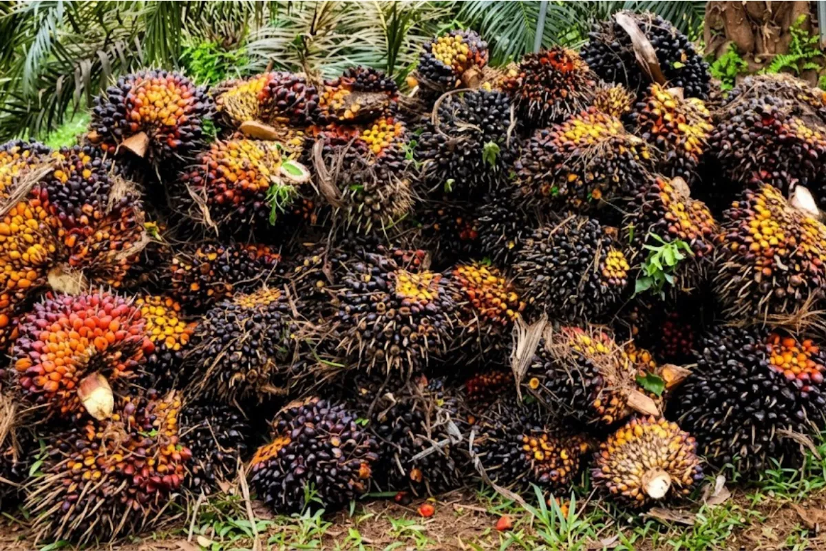 Harga TBS Sawit Jambi Periode 3–9 Juli 2026 Melonjak Menjadi Rp3.708 per Kg