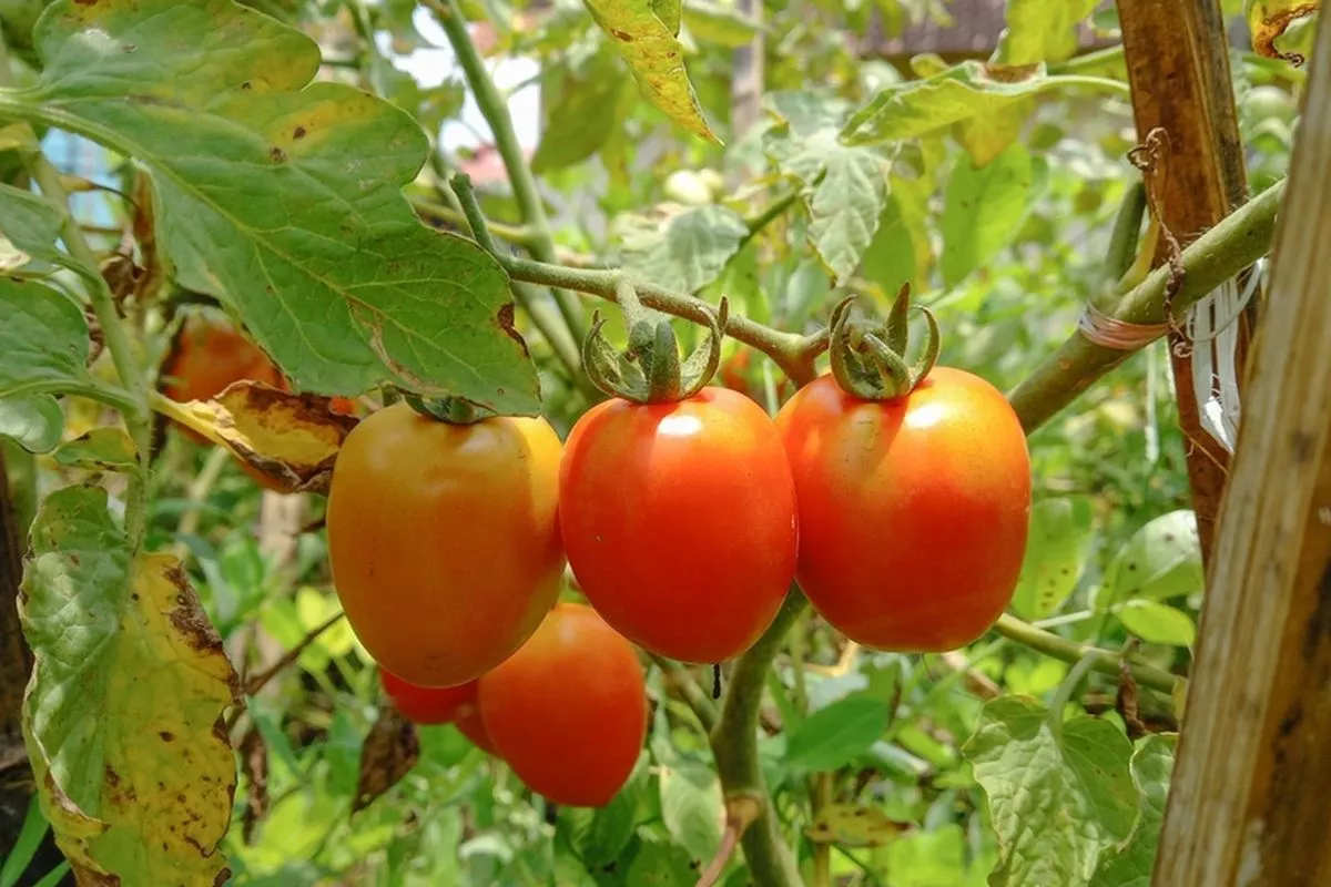 Bukan Soal Jam, Begini Cara Tepat Makan Tomat Agar Nutrisi Maksimal