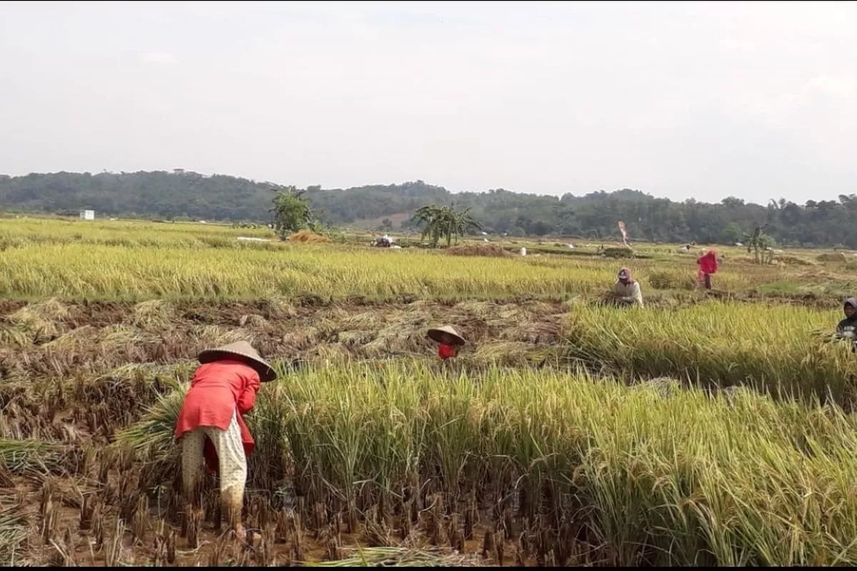 Rp11,29 Triliun KUR Mandiri Disalurkan ke Sektor Produksi, Pertanian Dominan