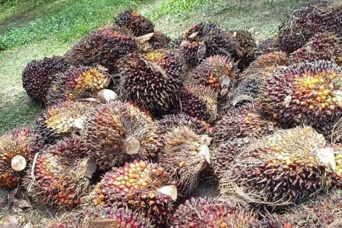 Harga TBS Sawit Sumut Naik, Tanaman 10-20 Tahun Jadi Rp3.917/Kg