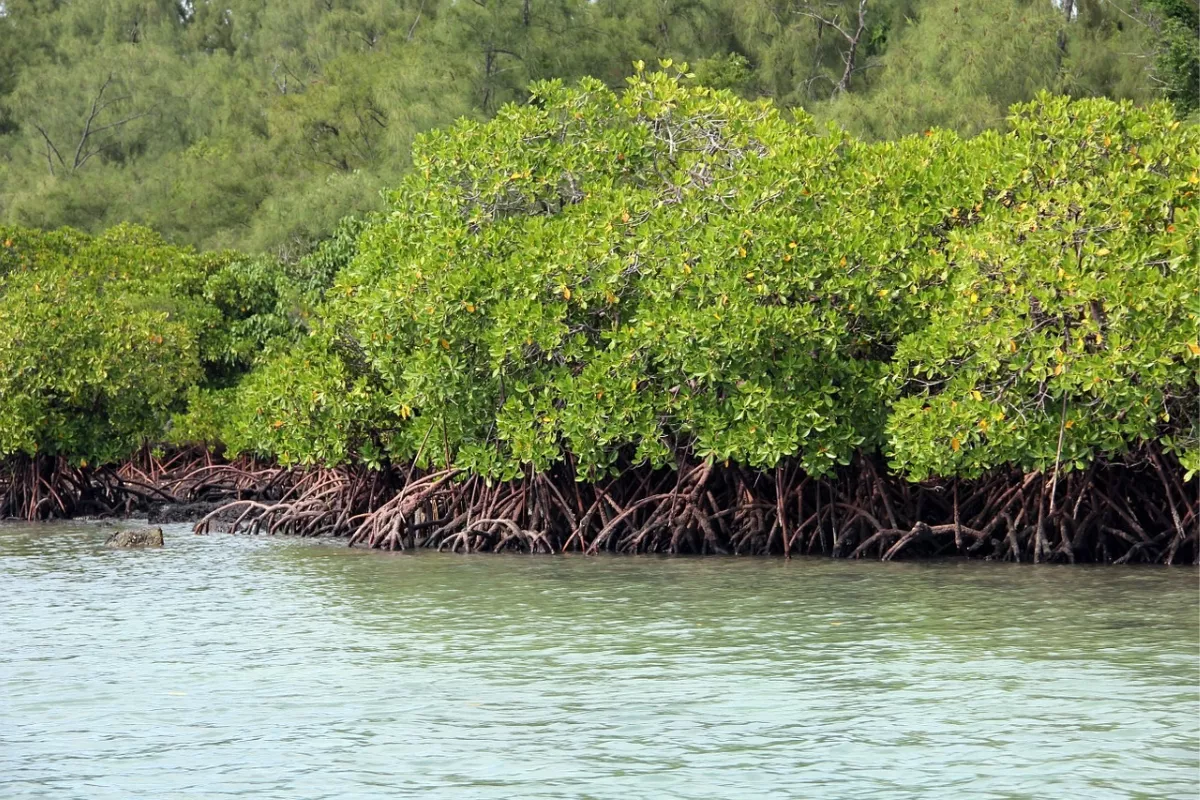 UI Tingkatkan Kesadaran Lingkungan Melalui Praktikum Mangrove