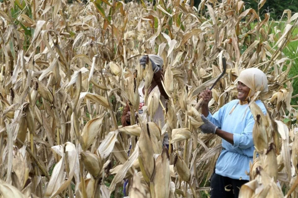 Produksi Jagung Pipilan Diproyeksi Capai 14,25 Juta Ton
