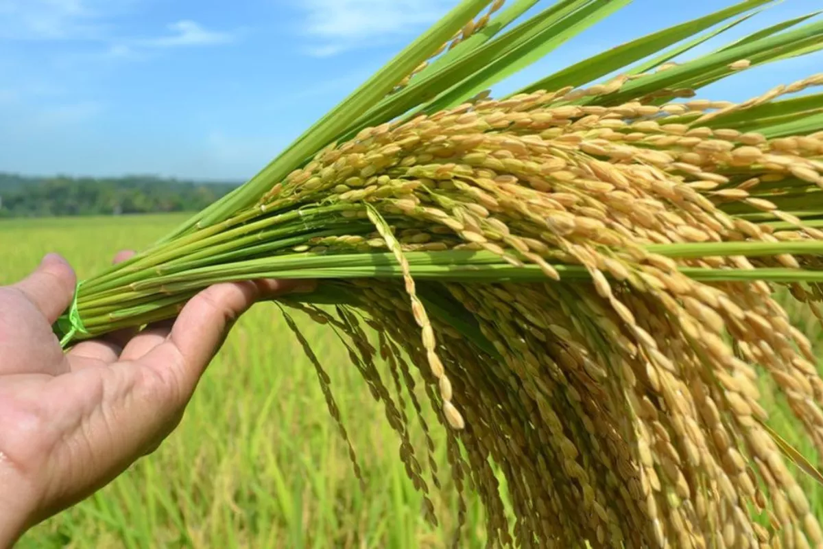 Harga Gabah Naik, Petani Penajam Paser Utara Bersemangat Tanam Padi