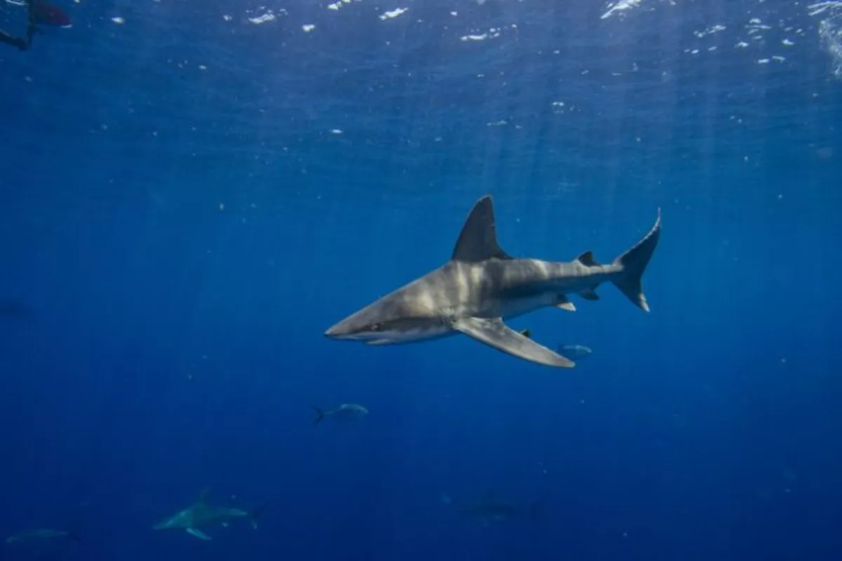 Pria Tewas Diserang Hiu Putih 4 Meter di Pulau Rottnest