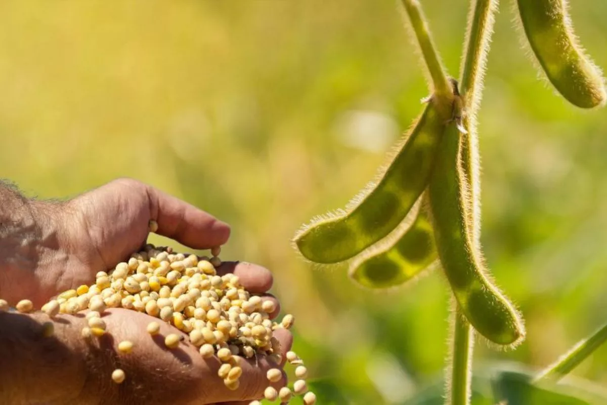 Pemerintah Siapkan Subsidi Kedelai Rp2.000 per Kg Amankan Nilai Pangan