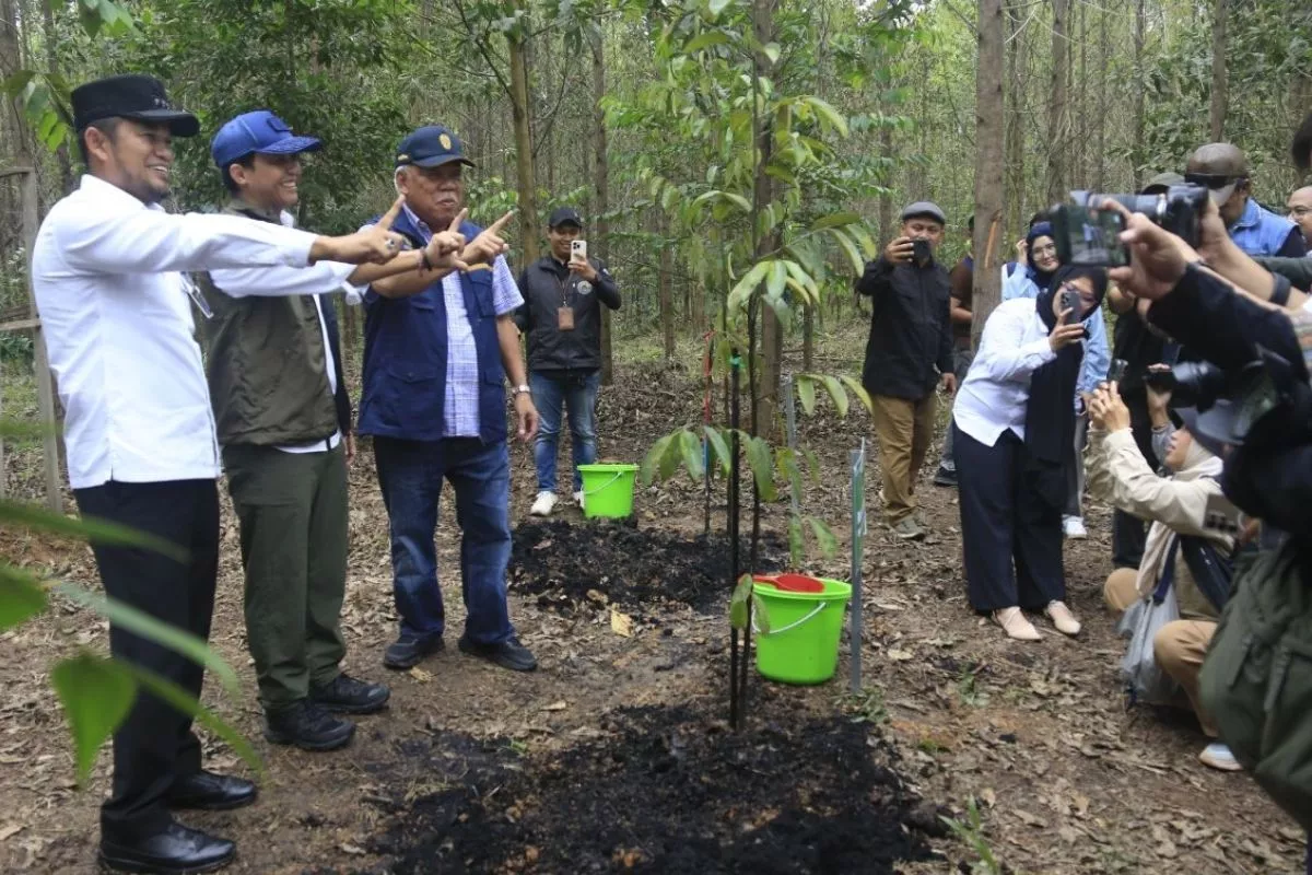 KTH Suka Rahmat Kaltim Sukses Budidaya Kopi Liberika