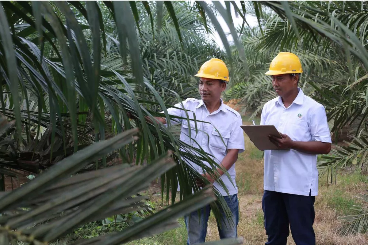 Dukung Swasembada Gula, PTPN I Ekspansi Lahan Tebu ke Sulawesi