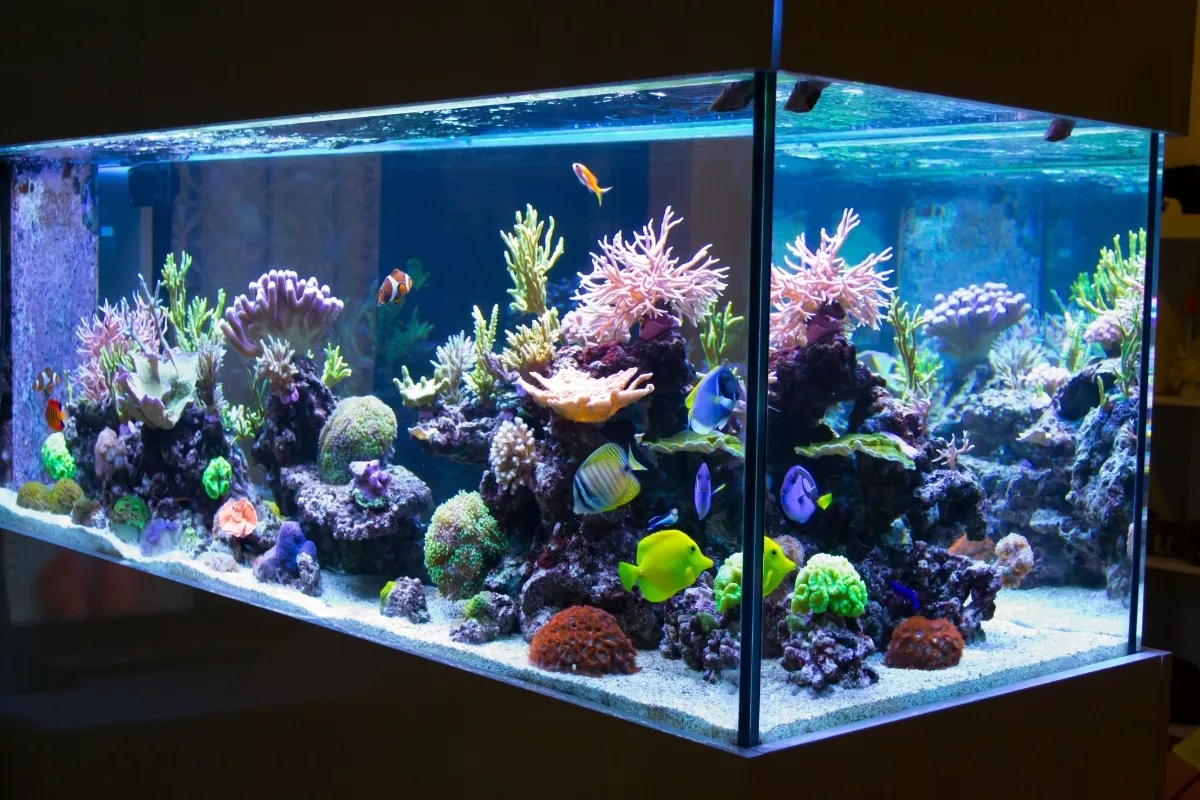 Cara Mempersiapkan Aquarium Baru Sebelum Memasukkan Ikan