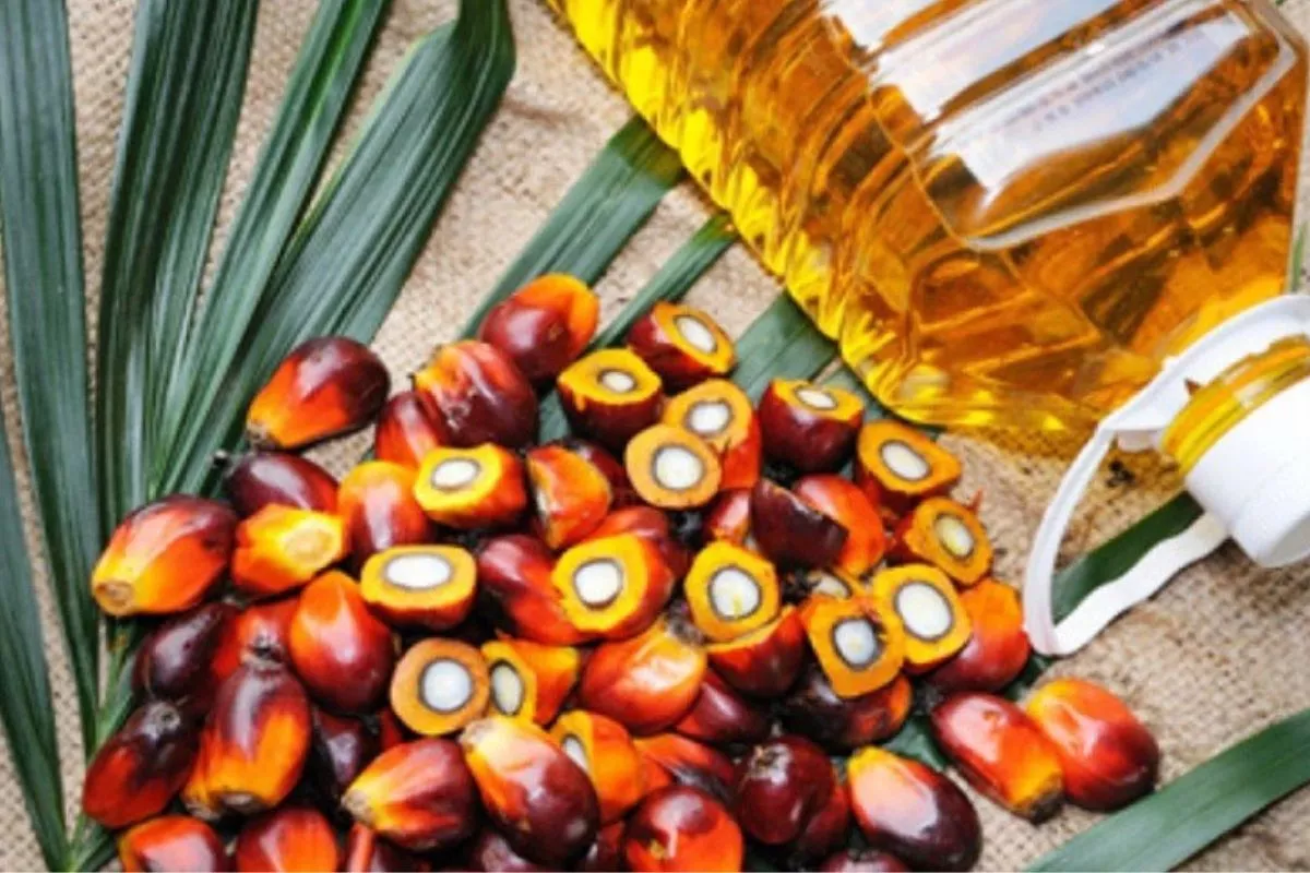 Produksi CPO Naik, Laba Bersih PalmCo Melesat Jadi Rp7,08 Triliun