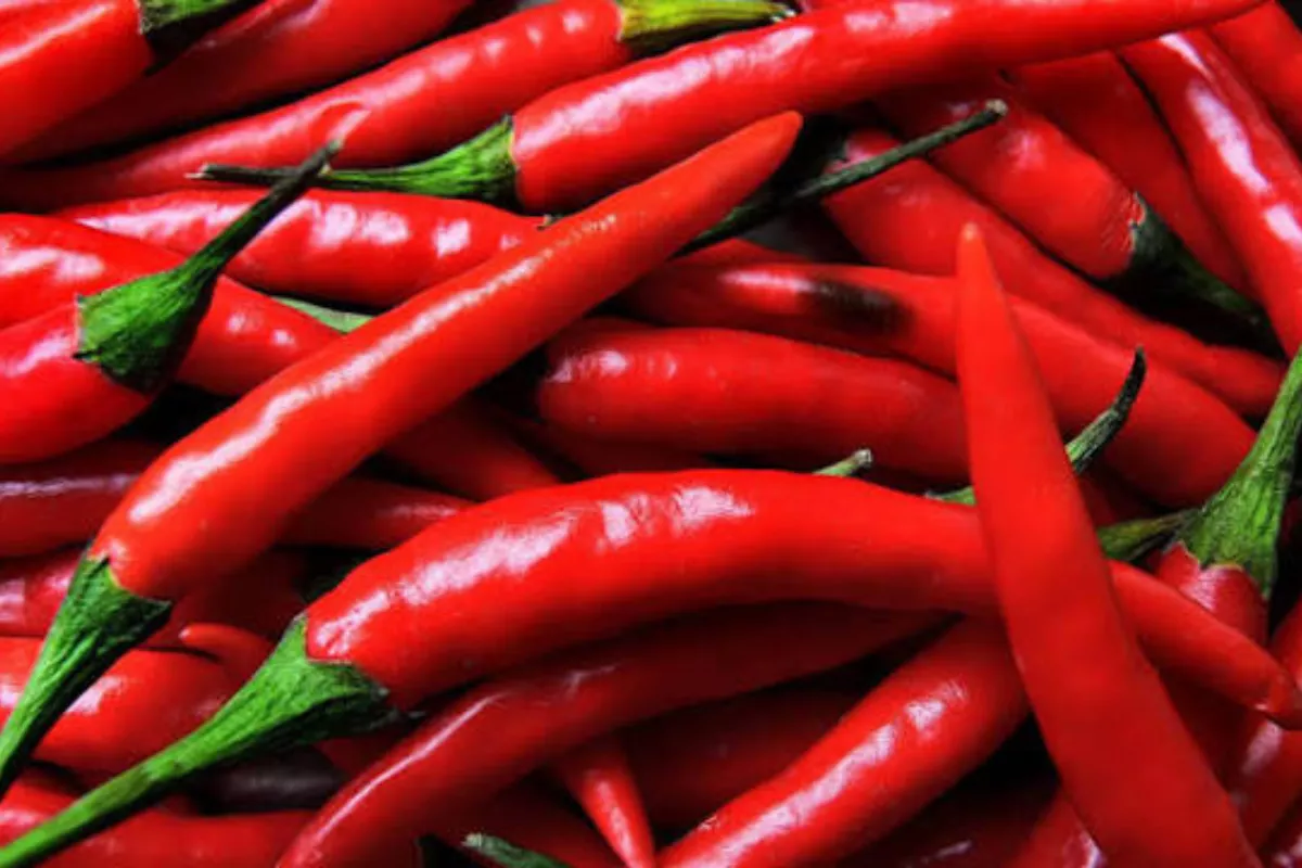 PIHPS Catat Harga Cabai Rawit Merah Tembus Rp92.400 per Kg